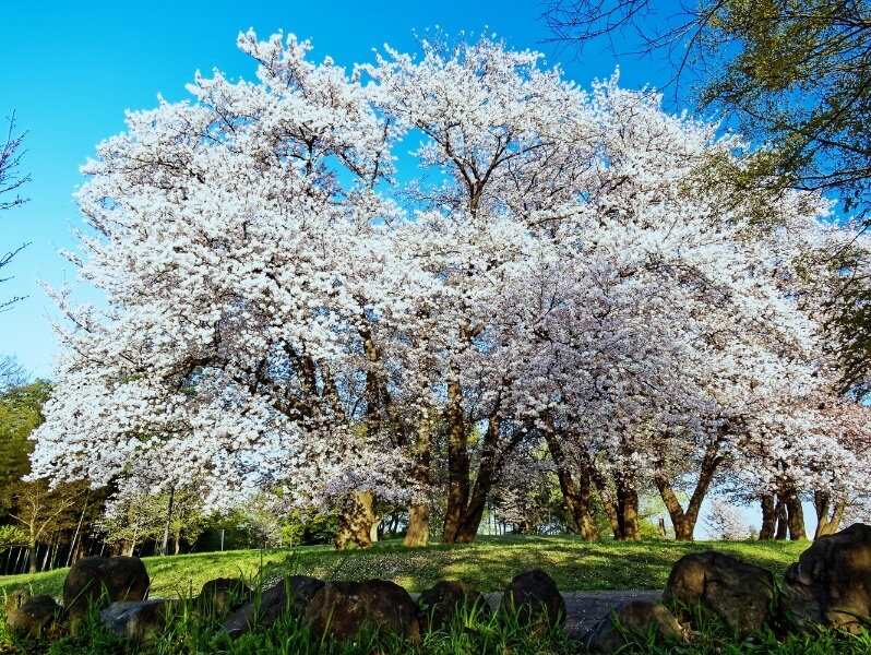 中川八幡山公園