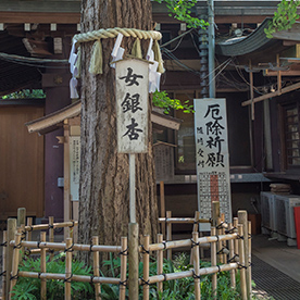 大宮八幡宮（女銀杏）