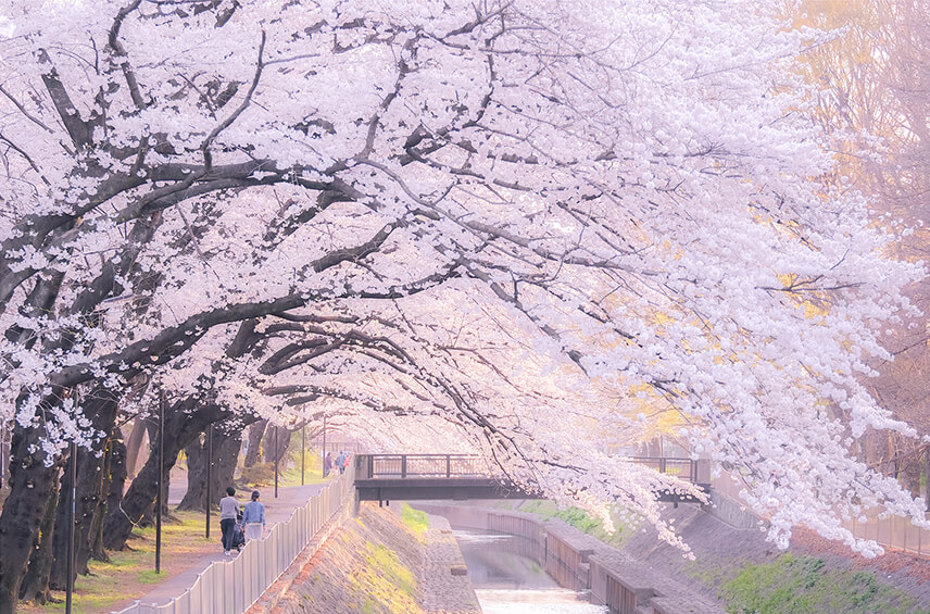 善福寺川緑道