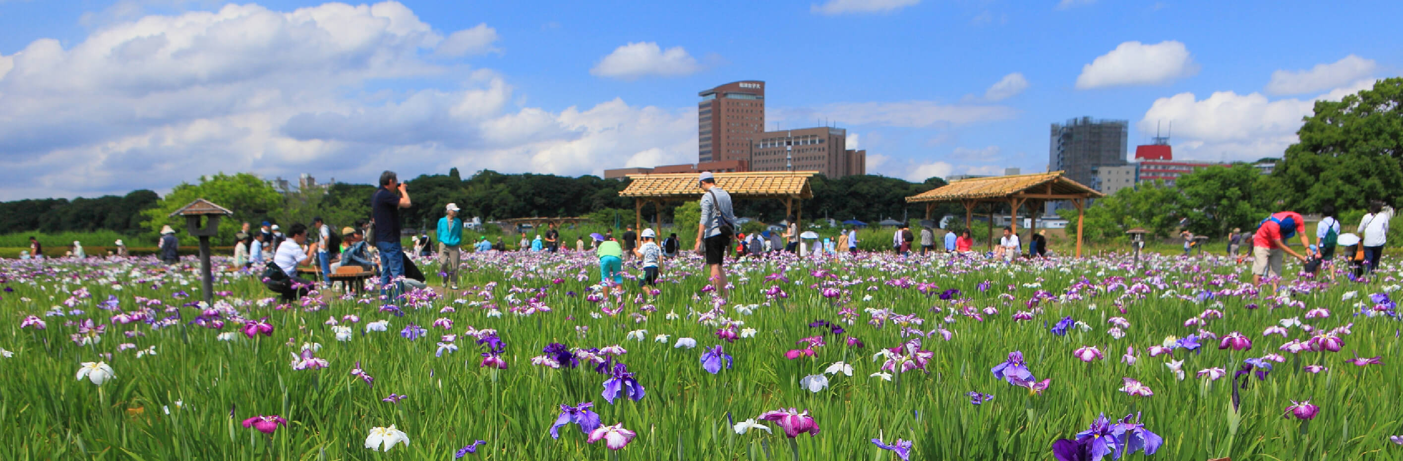 小岩菖蒲園（徒歩24分／約1,900m）