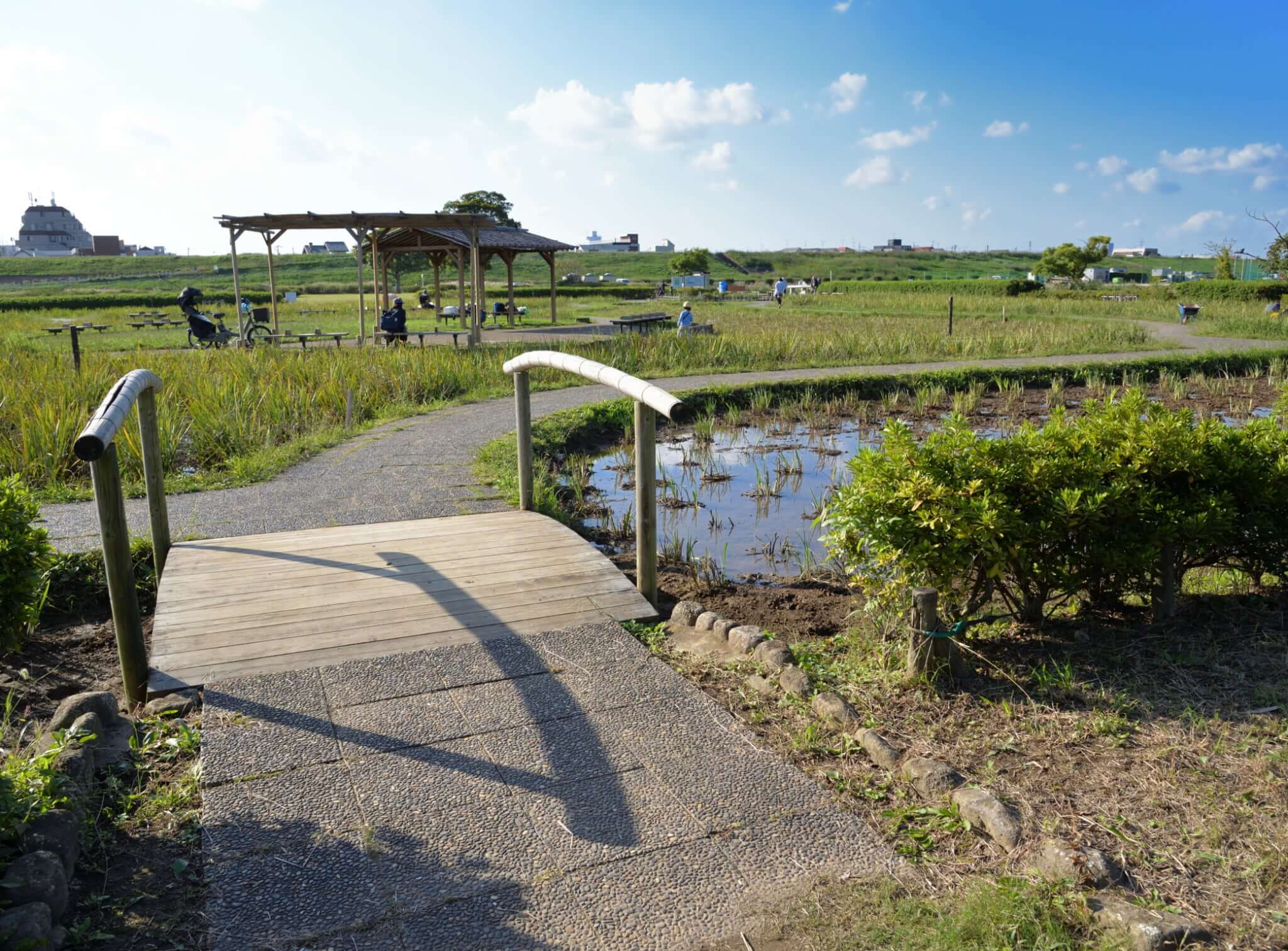 小岩菖蒲園