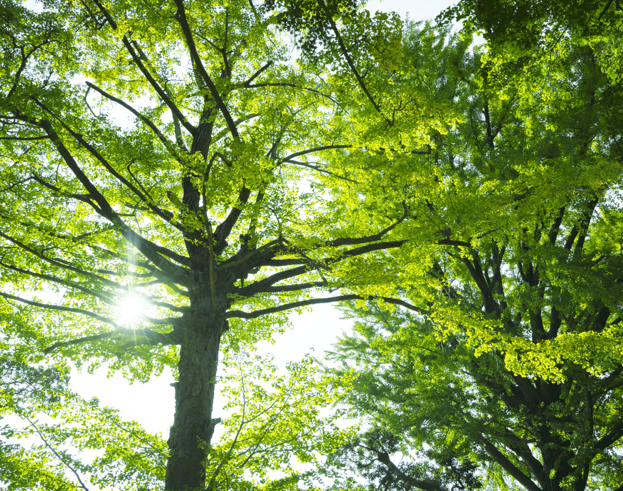 等々力渓谷公園（徒歩10分・約800m）