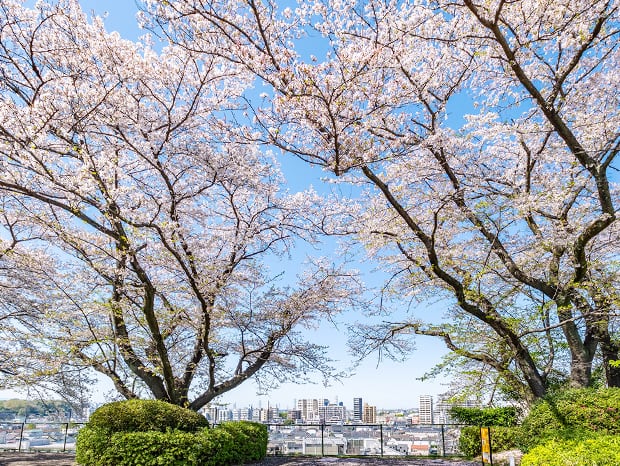 いろは坂桜公園（徒歩10分/約800m）