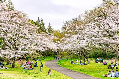 桜ヶ丘公園