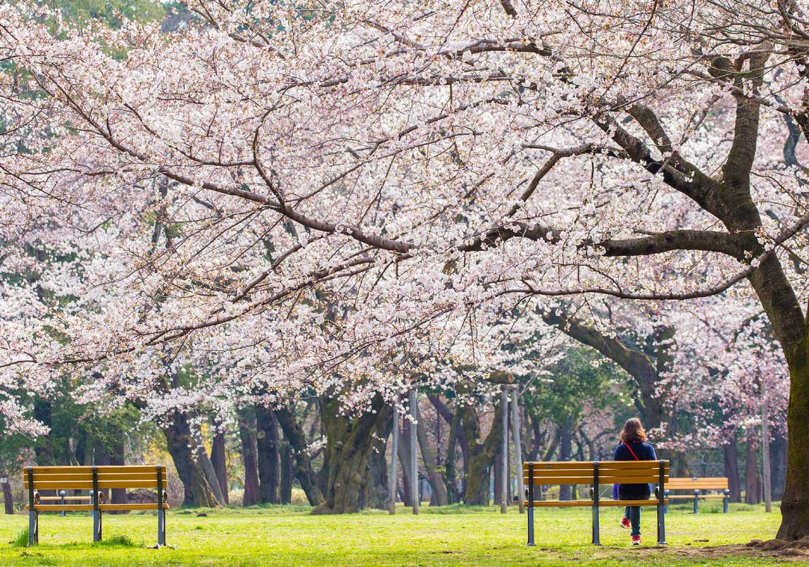 小金井公園