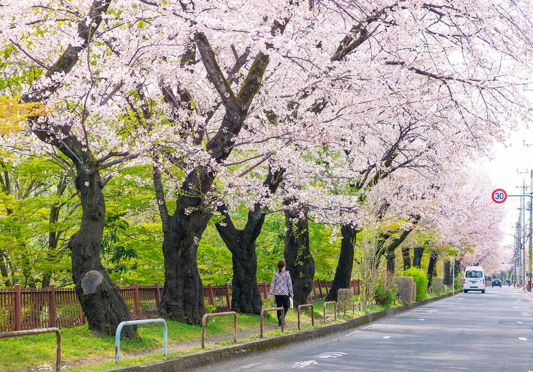 名勝小金井桜