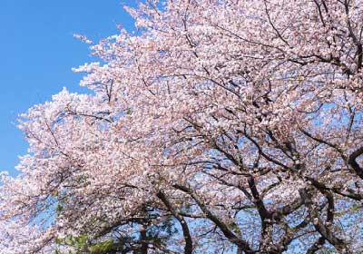 名勝小金井桜